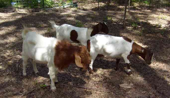 Our Boer Goats keeping the parimeter of the vineyard cleared of weeds and wild vines.